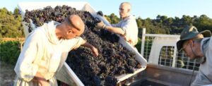 Via Caritatis : le fruit de la vigne et du travail des hommes touché par la crise L'Homme Nouveau