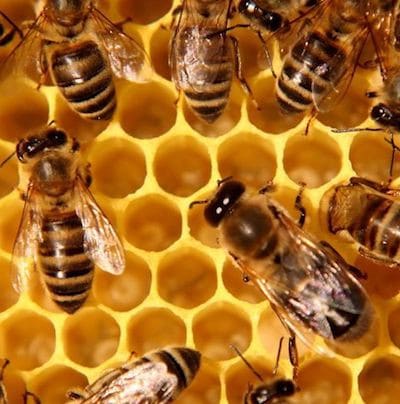 Au quotidien n°212 : n’oublions pas les abeilles L'Homme Nouveau