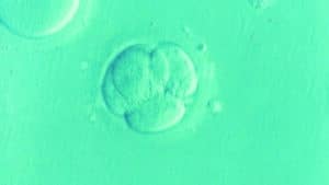embryon artificiel
