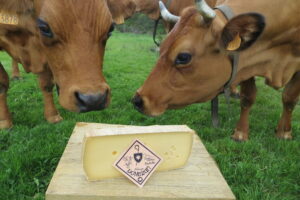 part Donezan vaches 1200x799 1 donezan