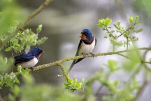 fotoblend barn swallows 8022044 1920 abandon